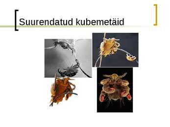 Kubemetäid #8