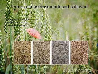 Teravilja küpsetusomadused sõltuvalt vihmasest sügisest #2