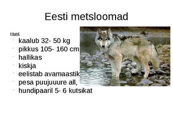 Metsloomad #4