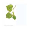 Harilik pärn-Greenspire-ehk niinepuu Tilia cordata #2