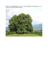 Harilik pärn-Greenspire-ehk niinepuu Tilia cordata #3