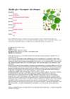 Harilik pärn-Greenspire-ehk niinepuu Tilia cordata