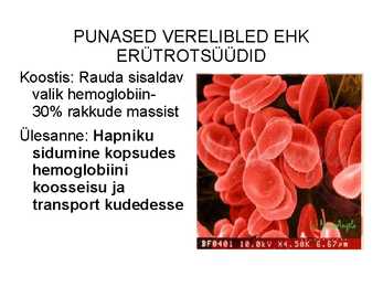 Vere komponendid ja nende funktsioonid #13