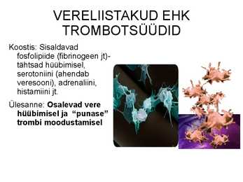 Vere komponendid ja nende funktsioonid #17
