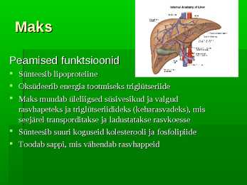 Maksa funktsioonid lipiidide ainevahetuses #2