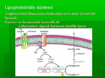 Maksa funktsioonid lipiidide ainevahetuses #4