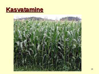 TOIDUAINETE TAIMNE TOORE - MAIS #16