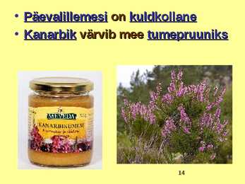 TOIDUAINETE TAIMNE TOORE - MESI #14