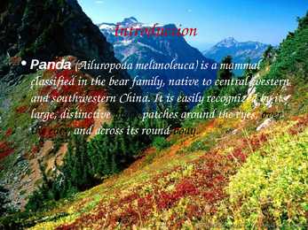 Giant Panda - slideshow #2