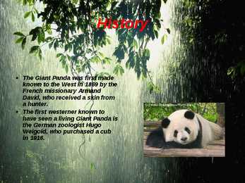 Giant Panda - slideshow #11
