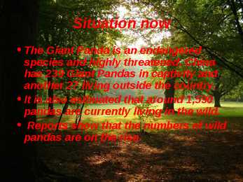 Giant Panda - slideshow #14