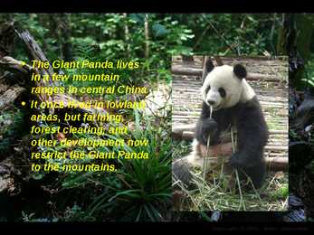 Giant Panda - slideshow #3