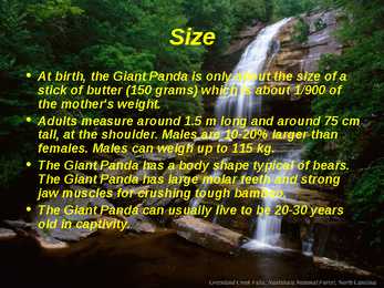 Giant Panda - slideshow #6