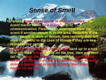 Giant Panda - slideshow #10
