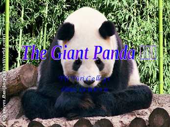 Giant Panda - slideshow