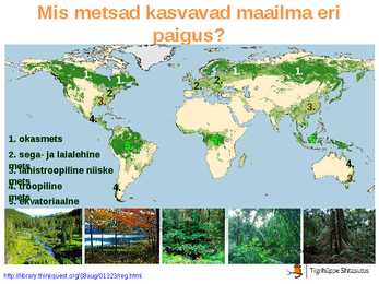 Maailma metsatööstus #4