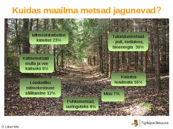 Maailma metsatööstus #5