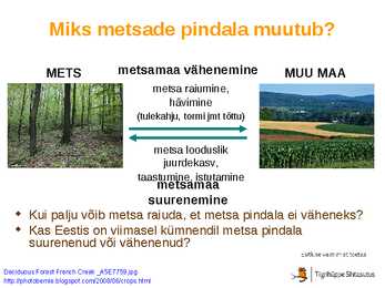 Maailma metsatööstus #10