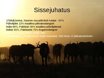 PÜHVLITE PIIMA- JA LIHAJÕUDLUS #2