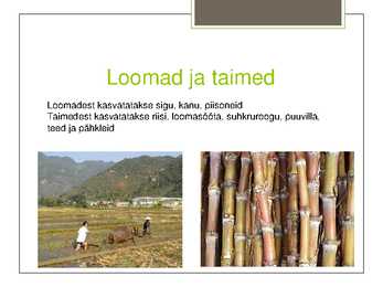 Terrasspõllud Vietnamis #5
