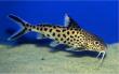catfish profiilipilt