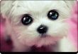 HauntedHeart profiilipilt